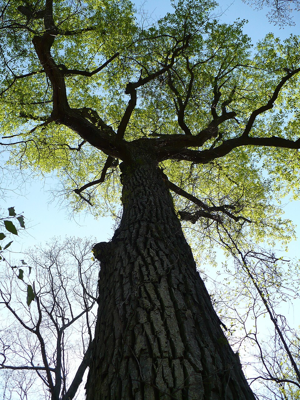 Looking up a large tree trunk into the leafy canopy in Cherokee National Forest